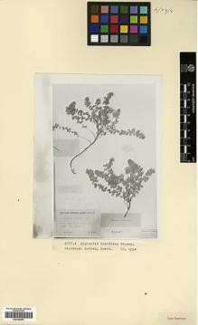 Type specimen at Edinburgh (E). Busch, Elizaveta: . Barcode: E00326882.