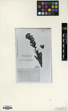 Type specimen at Edinburgh (E). : . Barcode: E00326886.