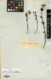 Type specimen at Edinburgh (E). Chesney, Francis: 157. Barcode: E00326888.