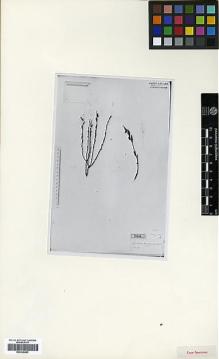 Type specimen at Edinburgh (E). Chesney, Francis: 157. Barcode: E00326889.