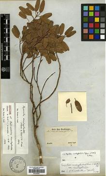 Type specimen at Edinburgh (E). Sellow, Friedrich: . Barcode: E00326891.