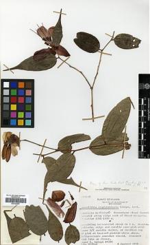 Type specimen at Edinburgh (E). Luteyn, James: 4594. Barcode: E00326893.