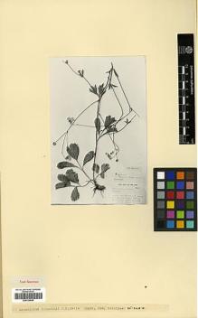 Type specimen at Edinburgh (E). Davis, Peter; Polunin, Oleg: 24596. Barcode: E00326899.