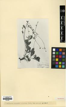 Type specimen at Edinburgh (E). Davis, Peter; Polunin, Oleg: 24596. Barcode: E00326900.