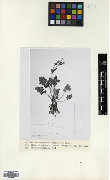 Type specimen at Edinburgh (E). Thirke, Dr.: . Barcode: E00326906.