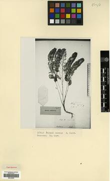Type specimen at Edinburgh (E). Szovits, A.: . Barcode: E00326908.