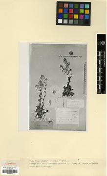 Type specimen at Edinburgh (E). Turkevicz, S.Ju.: 495. Barcode: E00326911.