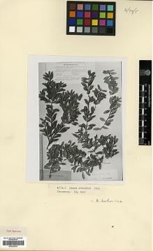 Type specimen at Edinburgh (E). Woronow, Georg: 1788. Barcode: E00326914.