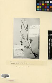 Type specimen at Edinburgh (E). Matveeva, E.: 555. Barcode: E00326923.