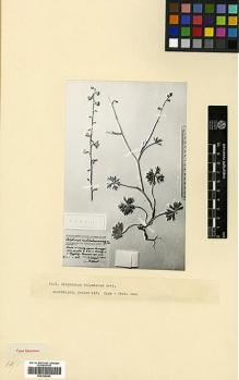 Type specimen at Edinburgh (E). Tzvelev, N.: 418. Barcode: E00326924.