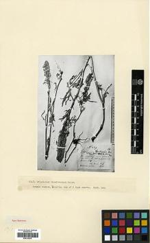 Type specimen at Edinburgh (E). Szovits, A.: 439. Barcode: E00326925.
