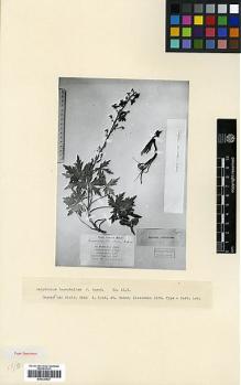 Type specimen at Edinburgh (E). Alexeenko, F: 2620. Barcode: E00326927.