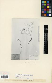 Type specimen at Edinburgh (E). Luschan, F.: . Barcode: E00326930.