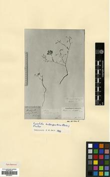 Type specimen at Edinburgh (E). Luschan, F.: . Barcode: E00326931.