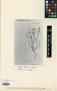 Type specimen at Edinburgh (E). Aucher-Eloy, Pierre: 67. Barcode: E00326935.