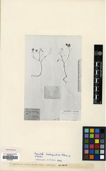 Type specimen at Edinburgh (E). Luschan, F.: . Barcode: E00326936.