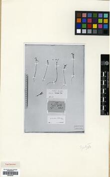 Type specimen at Edinburgh (E). Kolenati, Friedrich: 1445. Barcode: E00326938.