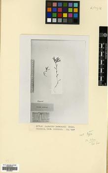 Type specimen at Edinburgh (E). von Ledebour, Carl: . Barcode: E00326939.