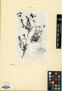 Type specimen at Edinburgh (E). Huber-Morath, Arthur: 3281. Barcode: E00326943.