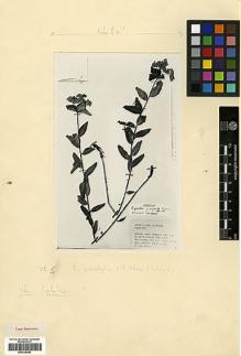 Type specimen at Edinburgh (E). Davis, Peter; Polunin, Oleg: 24250. Barcode: E00326945.