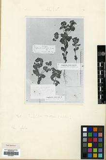 Type specimen at Edinburgh (E). Kotschy, Carl (Karl): . Barcode: E00326947.