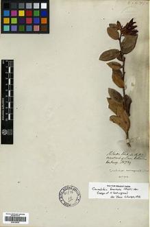 Type specimen at Edinburgh (E). Hartweg, Karl: 789. Barcode: E00326952.