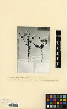 Type specimen at Edinburgh (E). Lipsky, W: . Barcode: E00326955.