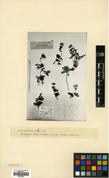 Type specimen at Edinburgh (E). Ruprecht, Franz: 850. Barcode: E00326956.