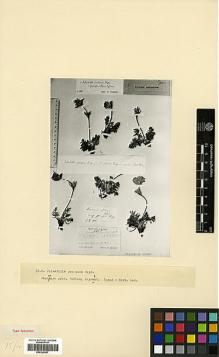 Type specimen at Edinburgh (E). Ruprecht, Franz: . Barcode: E00326957.