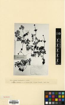 Type specimen at Edinburgh (E). Woronow, Georg: 476. Barcode: E00326959.