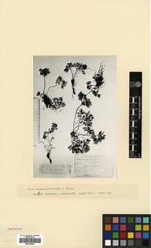 Type specimen at Edinburgh (E). Woronow, Georg: 475. Barcode: E00326960.