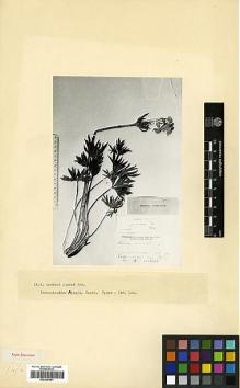 Type specimen at Edinburgh (E). Busch, Nicolai; Busch, Elizaveta: . Barcode: E00326961.