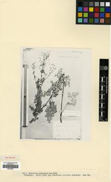 Type specimen at Edinburgh (E). Kozlowsky, V.: . Barcode: E00326962.