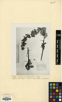 Type specimen at Edinburgh (E). Buhse, F.: . Barcode: E00326963.