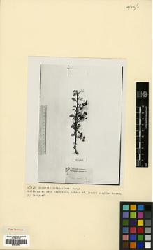 Type specimen at Edinburgh (E). Lehmann, A.: 44. Barcode: E00326964.