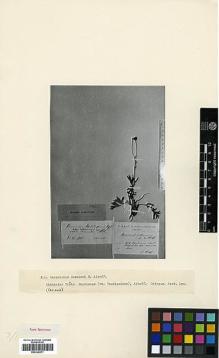 Type specimen at Edinburgh (E). Alboff, Nikolai Michailovich: . Barcode: E00326971.