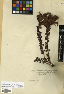 Type specimen at Edinburgh (E). Hartweg, Karl: 782. Barcode: E00326976.