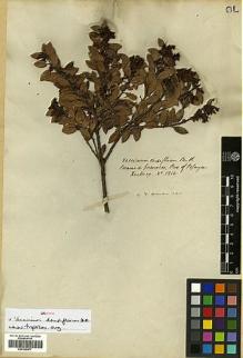 Type specimen at Edinburgh (E). Hartweg, Karl: 1213. Barcode: E00326977.