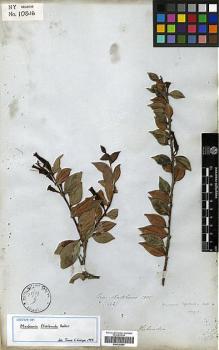 Type specimen at Edinburgh (E). Mathews, Andrew: 1442. Barcode: E00326984.