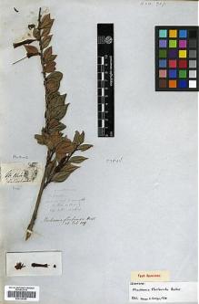 Type specimen at Edinburgh (E). Mathews, Andrew: 1442. Barcode: E00326985.