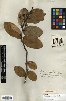 Type specimen at Edinburgh (E). Hartweg, Karl: 1218. Barcode: E00326986.
