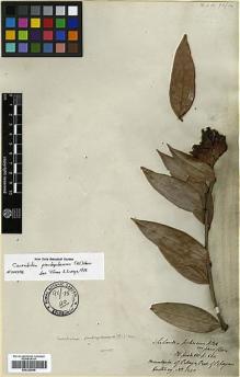 Type specimen at Edinburgh (E). Hartweg, Karl: 1220. Barcode: E00326995.