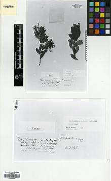 Type specimen at Edinburgh (E). Riedel, Ludwig: 1345. Barcode: E00326999.