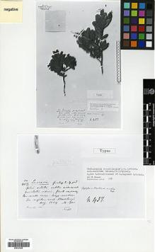 Type specimen at Edinburgh (E). Riedel, Ludwig: 457. Barcode: E00327000.
