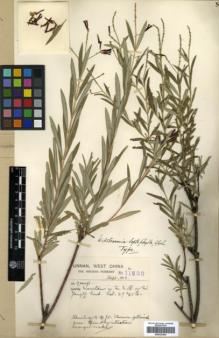 Type specimen at Edinburgh (E). Forrest, George: 11230. Barcode: E00327004.