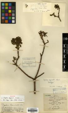 Type specimen at Edinburgh (E). Maire, Edouard-Ernest: S.N.. Barcode: E00327013.