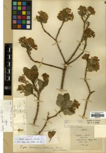 Type specimen at Edinburgh (E). Maire, Edouard-Ernest: S.N.. Barcode: E00327014.