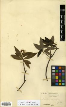 Type specimen at Edinburgh (E). Wilson, Ernest: 2946. Barcode: E00327017.