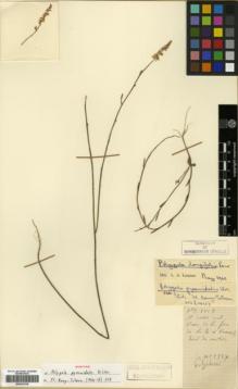 Type specimen at Edinburgh (E). Cavalerie, Pierre: 2587. Barcode: E00327018.