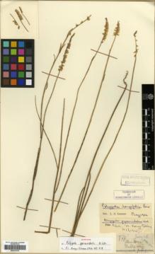 Type specimen at Edinburgh (E). Esquirol, Joseph: 877. Barcode: E00327019.